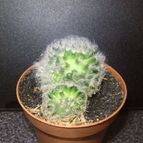 Collecion de ouribeb930