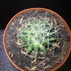 Collecion de ouribeb930