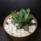 Collecion de ouribeb930