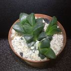 Collecion de ouribeb930