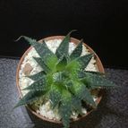 Collecion de ouribeb930