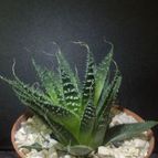 Collecion de ouribeb930
