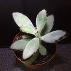 Collecion de ouribeb930