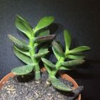 Collecion de ouribeb930
