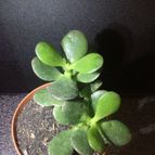 Collecion de ouribeb930