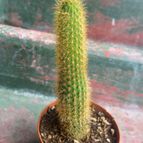 Collecion de ouribeb930