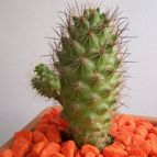 Collecion de ovejamary