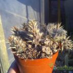 Collecion de ovejus