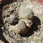 Collecion de ovejus