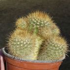 Collecion de ovejus