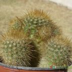 Collecion de ovejus