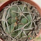 Collecion de ovejus