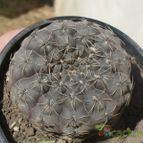 Collecion de ovejus