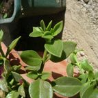 Collecion de ovejus