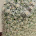 Collecion de ovejus