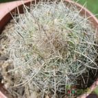Collecion de ovejus