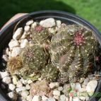 Collecion de ovejus