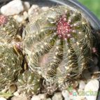 Collecion de ovejus