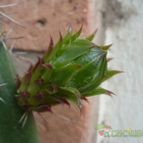 Collecion de ovejus