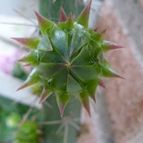 Collecion de ovejus