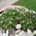 Collecion de ovejus