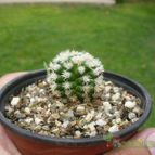 Collecion de ovejus