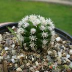 Collecion de ovejus