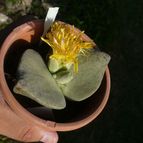 Collecion de ovejus