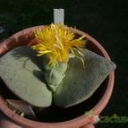 Collecion de ovejus