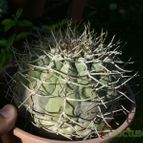 Collecion de ovejus