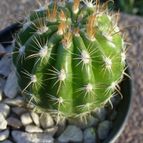 Collecion de ovejus