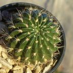 Collecion de ovejus