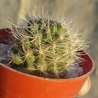 Collecion de ovejus