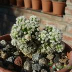 Collecion de ovejus