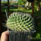 Collecion de ovejus