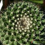 Collecion de ovejus