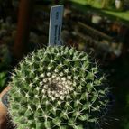 Collecion de ovejus