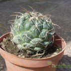 Collecion de ovejus
