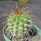 Collecion de ovejus