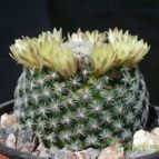 Collecion de ovejus