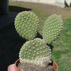 Collecion de ovejus