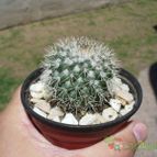 Collecion de ovejus