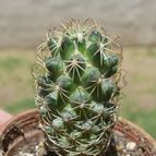 Collecion de ovejus