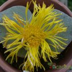 Collecion de ovejus