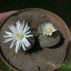 Collecion de ovejus