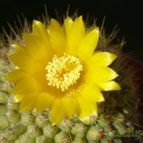 Collecion de ovejus