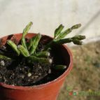 Collecion de ovejus