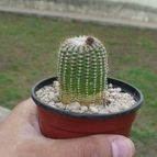 Collecion de ovejus
