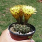 Collecion de ovejus