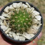Collecion de ovejus